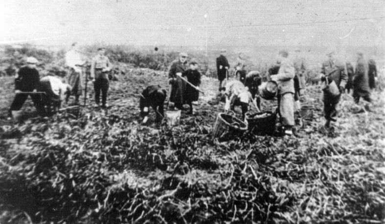 harvesting potatoes in a commune near Grochow, outside Warsaw